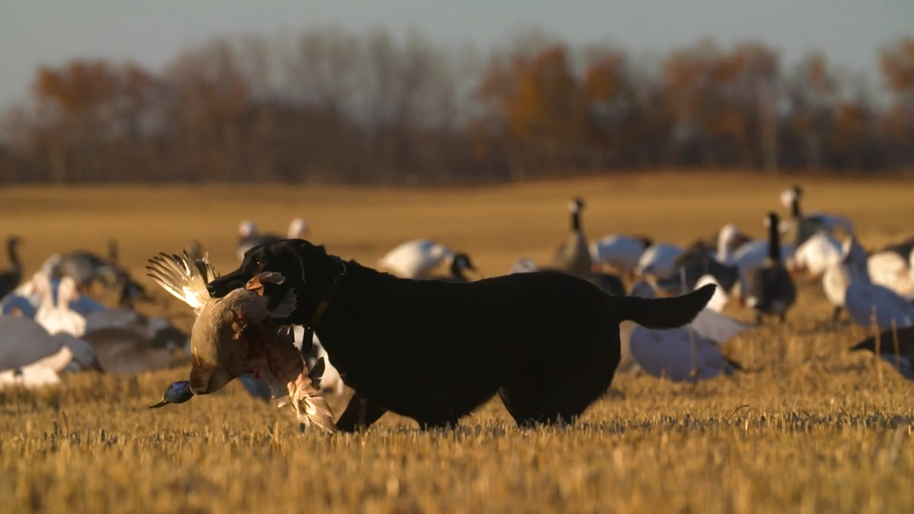 Flat Tire episode thumbnail