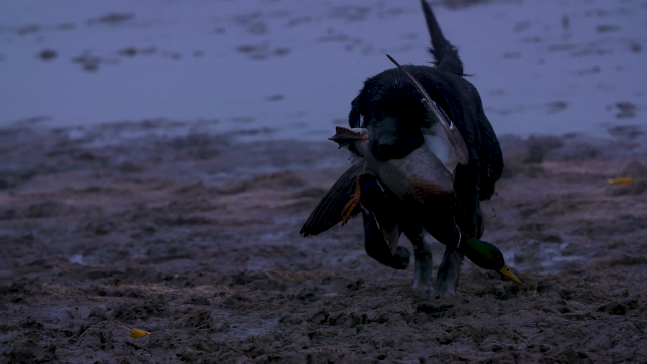 10,000 Ducks in the Fog - Part 1 episode thumbnail