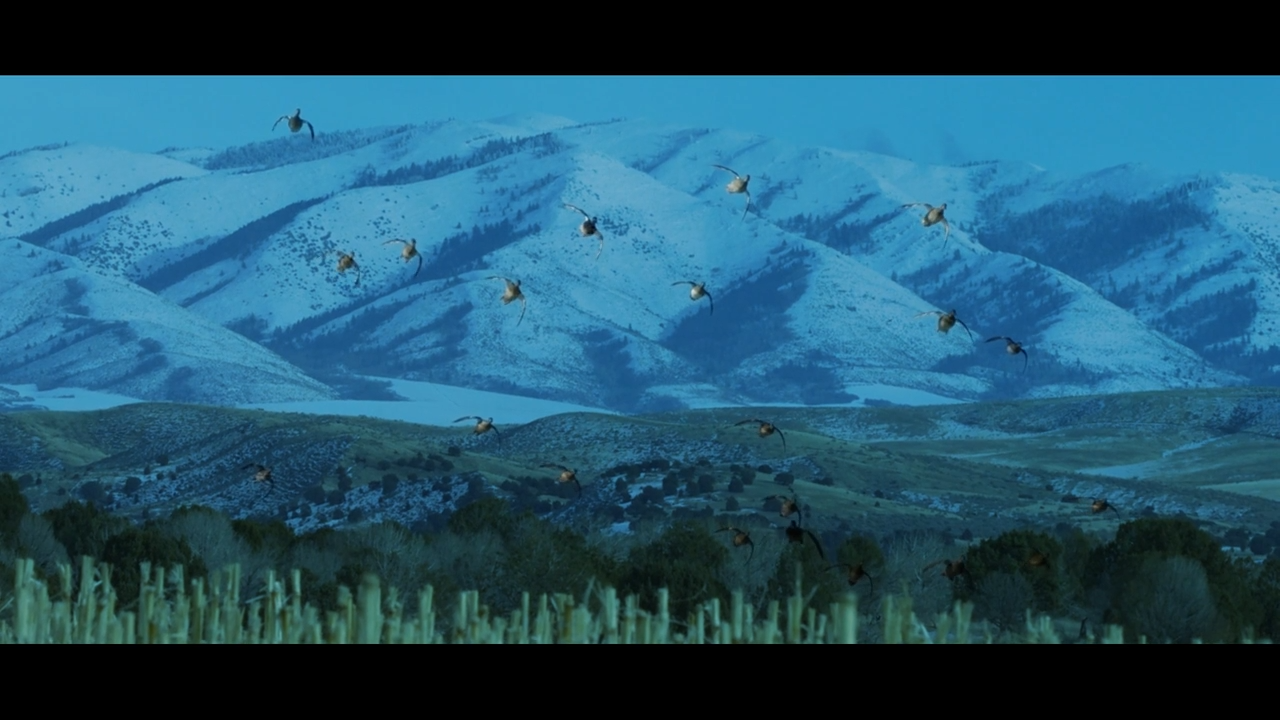 Mountains of Ducks episode thumbnail