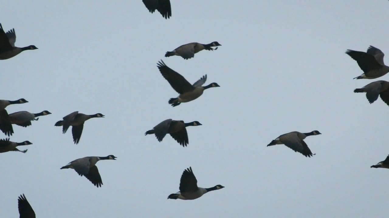 Hun-fil-a episode thumbnail