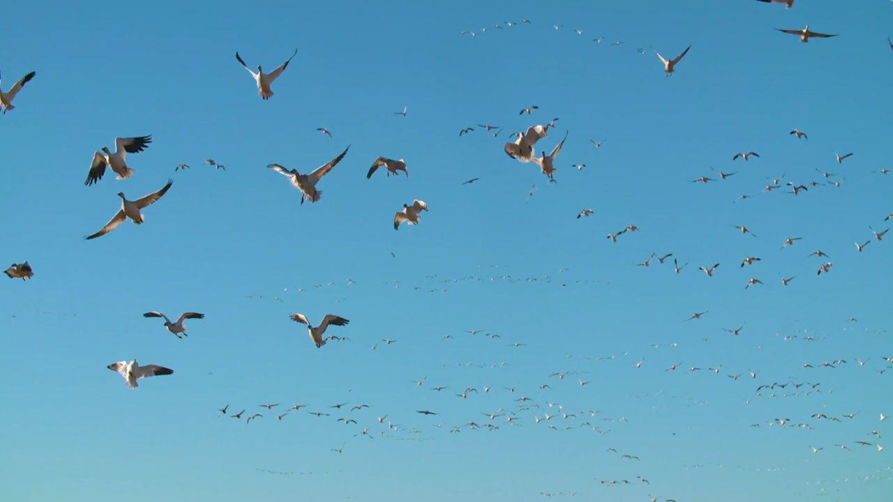 Go For Snows: Part 1 episode thumbnail