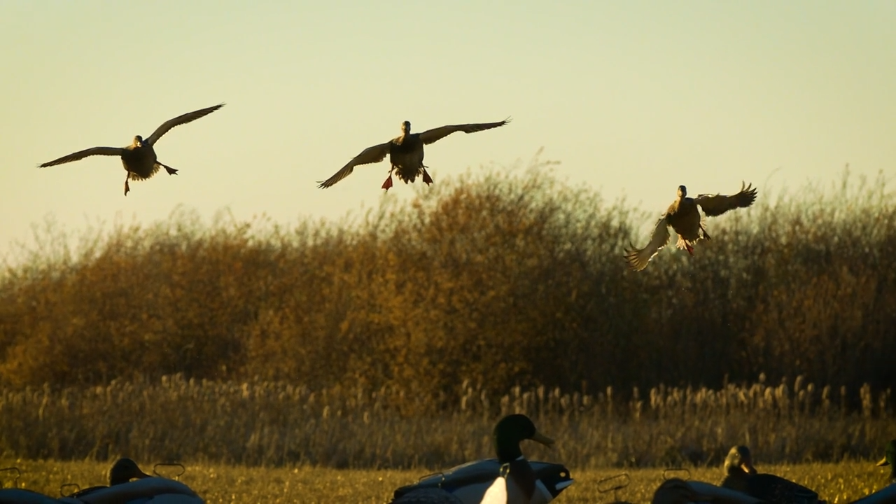 Mallards in Motion episode thumbnail