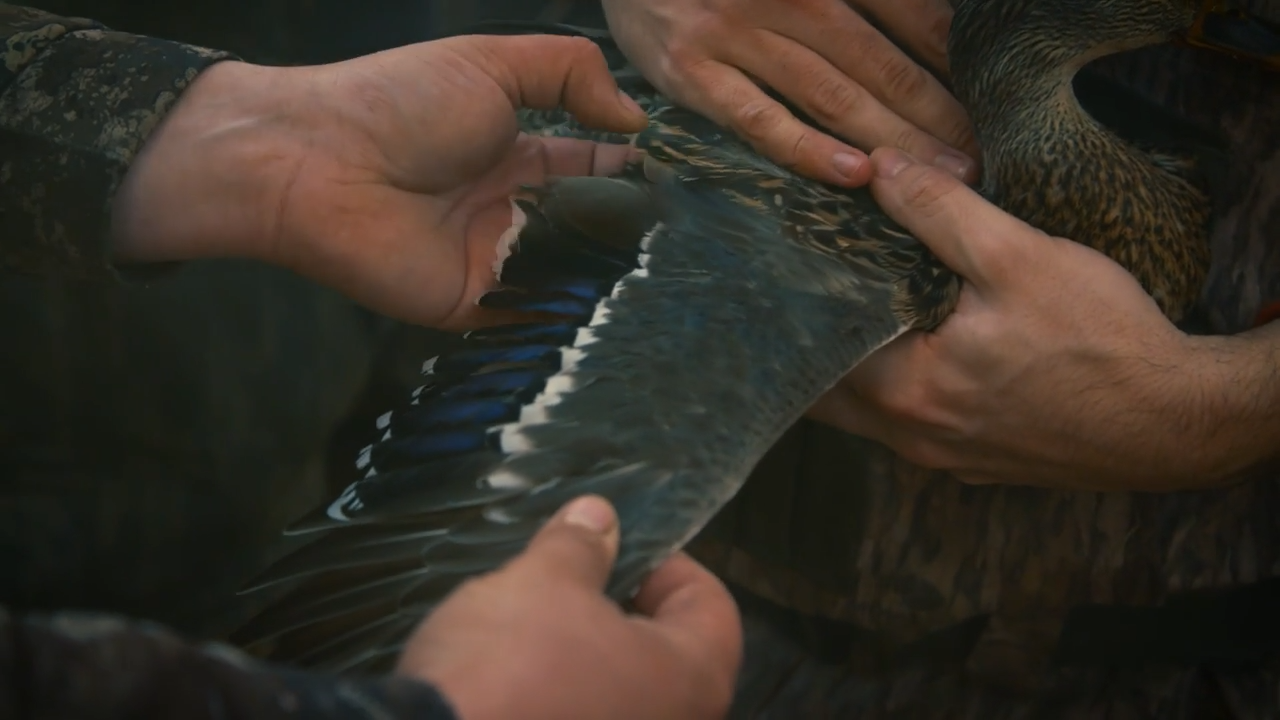 Banding Ducks episode thumbnail