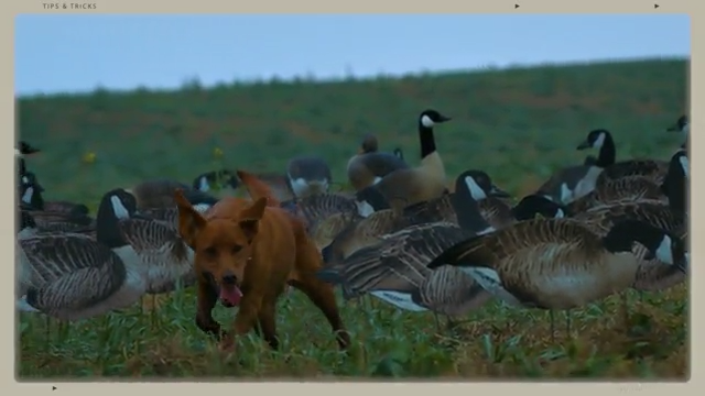 Tip: Training Your Pups episode thumbnail