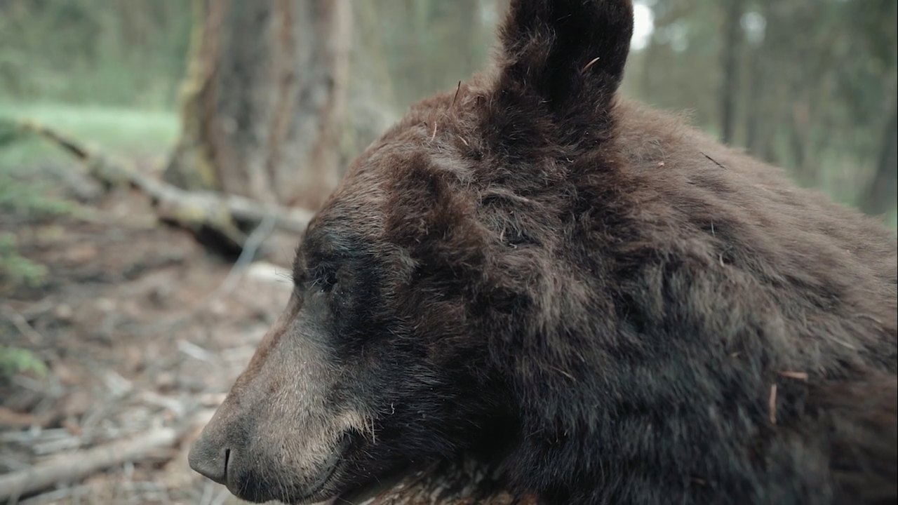 Bear Hunting the BC Fawning Grounds episode thumbnail