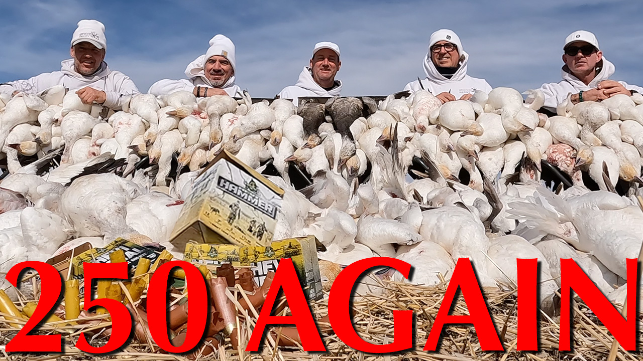 250 Snow Geese AGAIN with Claudio Ongaro episode thumbnail