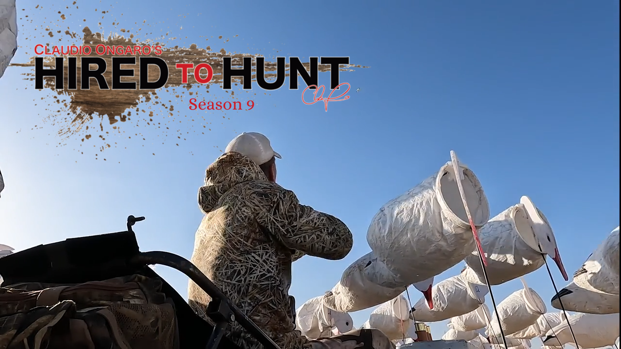 651 Snow Geese in 4 Hunts episode thumbnail