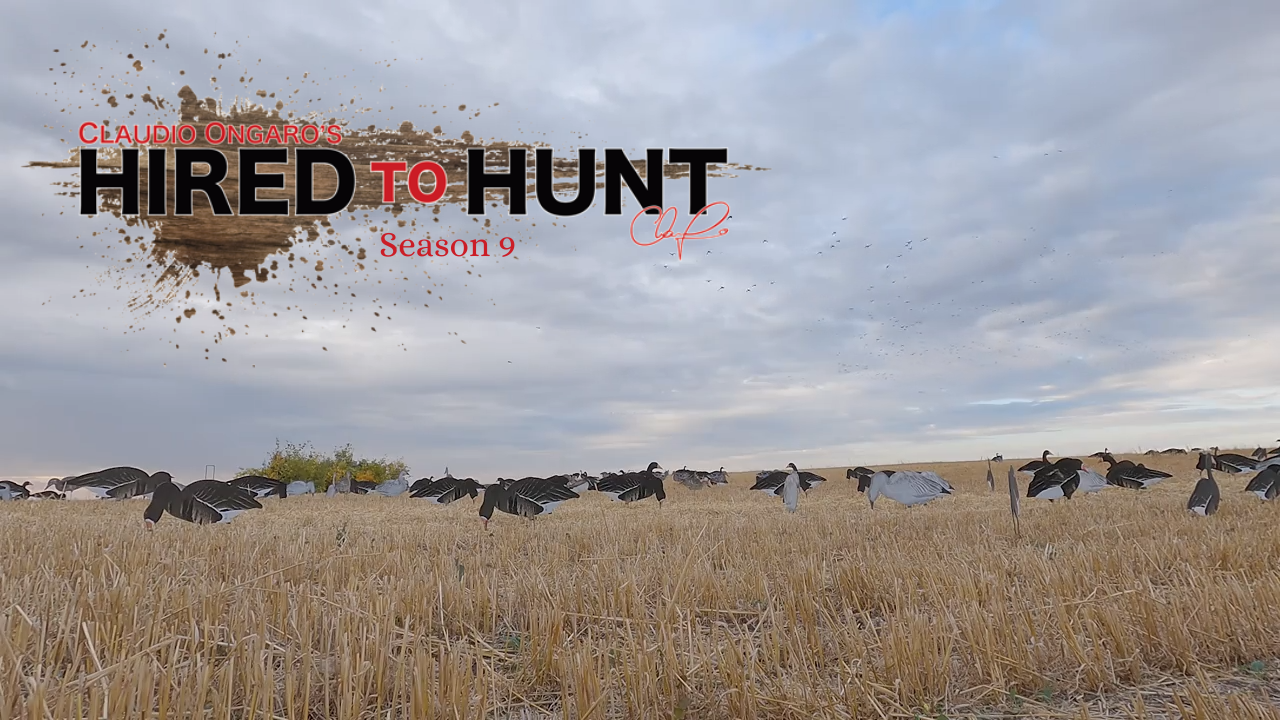 Inside the Blind with Claudio Ongaro Part 2 Alberta Duck and Goose Hunting episode thumbnail