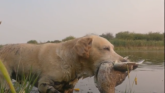 Mallard Chaos | Hired to Hunt Duck & Goose Hunting Limits in Alberta episode thumbnail