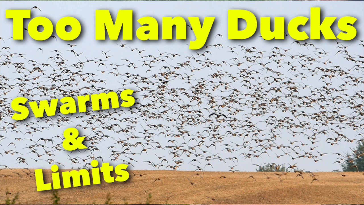 Swarms of Ducks | Alberta Duck Hunt episode thumbnail