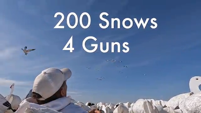 200 Snow Geese 4 Man Limit | Snow Goose Hunt episode thumbnail