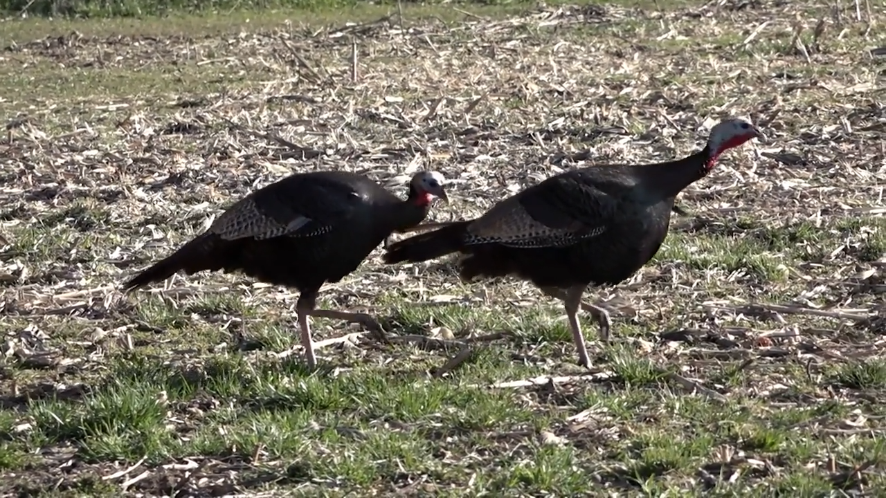Turkey Madness episode thumbnail