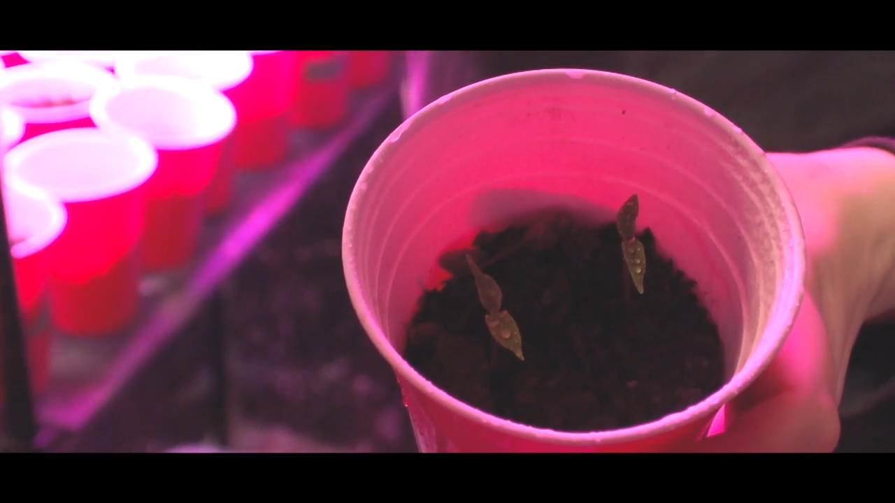 The Seeds episode thumbnail