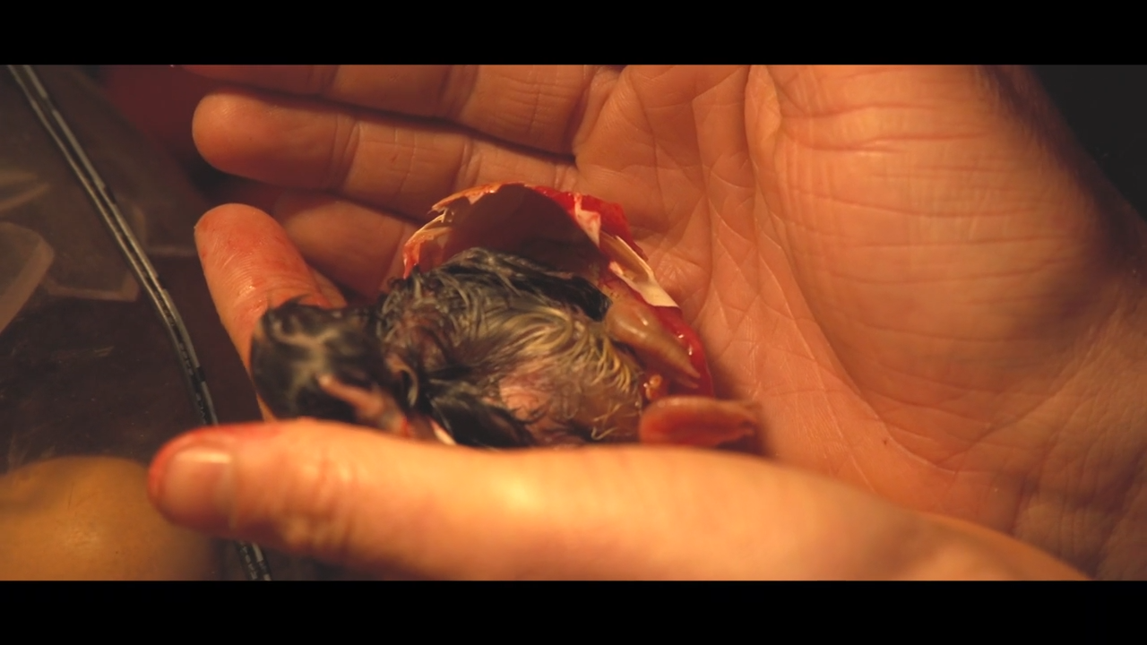 The Hatch episode thumbnail