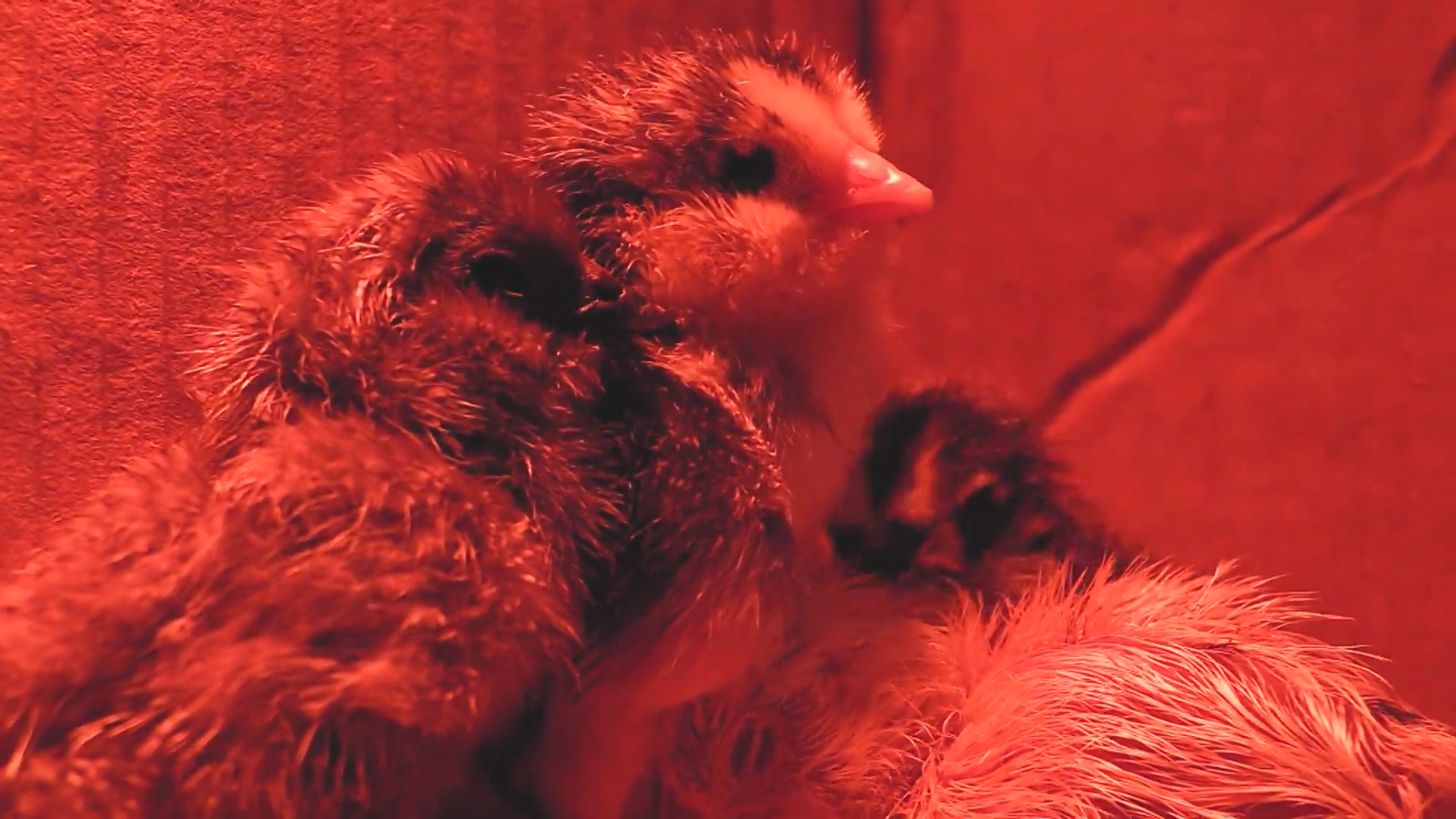 Let’s get Cracking episode thumbnail