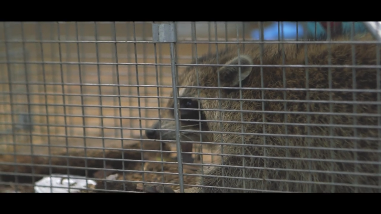 The Raccoon episode thumbnail