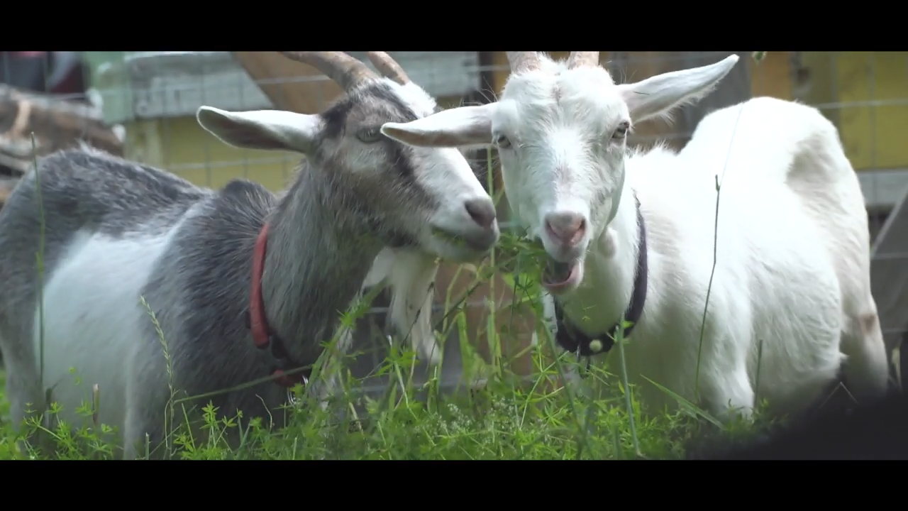 The Goats episode thumbnail