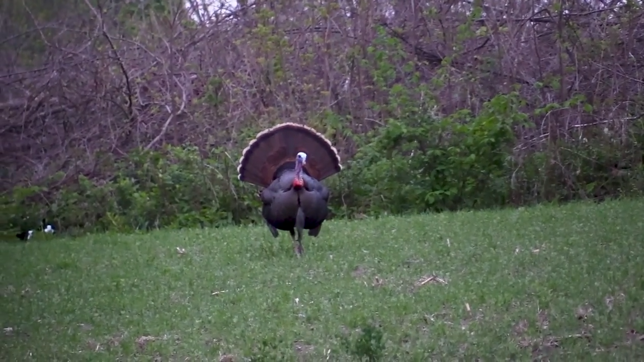 Spring Rush for Gobblers episode thumbnail