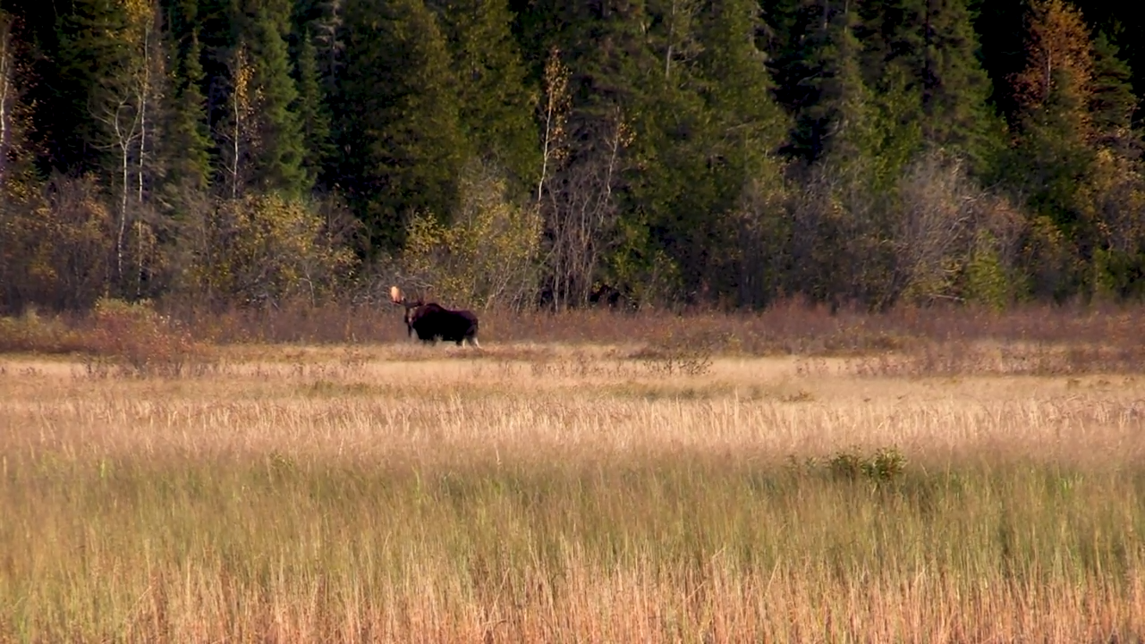 Un-bow-lievable Moose episode thumbnail