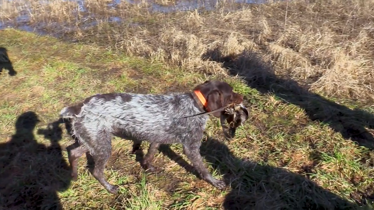 Not Bad for a 6 Month Old Pup episode thumbnail