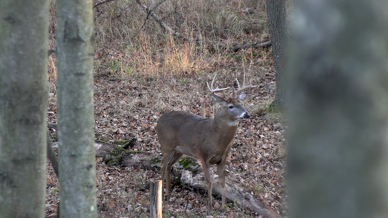 You Passed What Whitetail? episode thumbnail