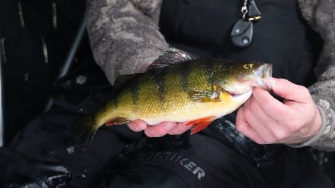 Chasing Trophy Perch in Alberta episode thumbnail