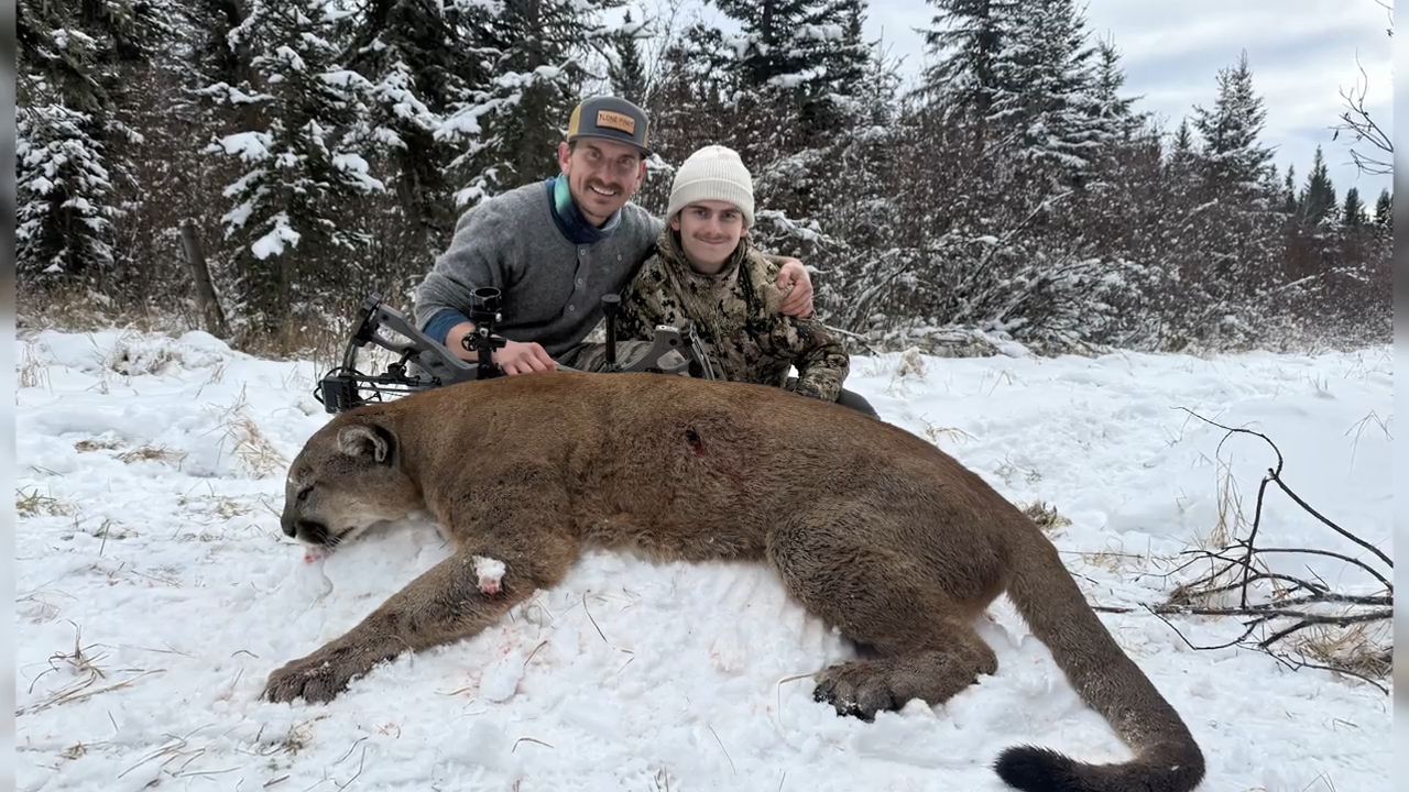 Alberta Archery Cougar Part 2 episode thumbnail