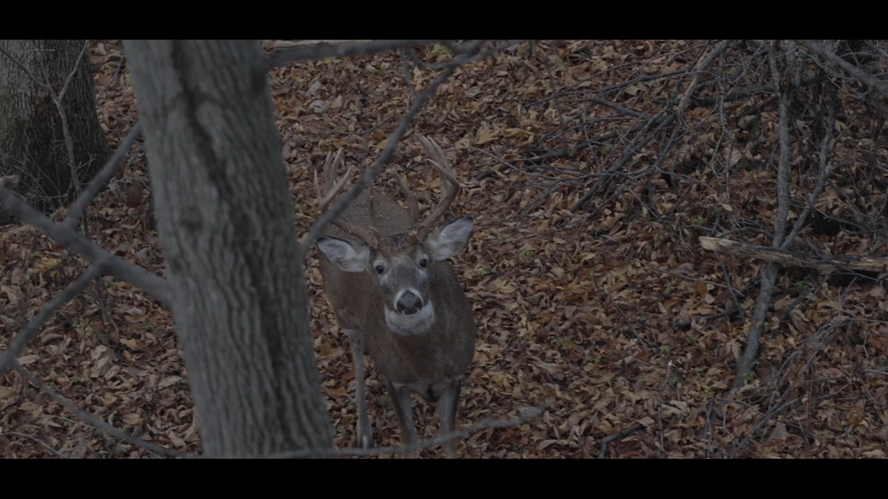 Illinois Archery Whitetail Deer Matchup: 1 of 3 episode thumbnail