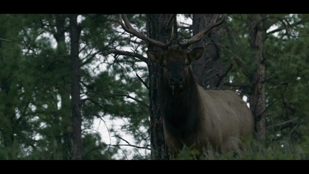 Archery Elk, Part 1 episode thumbnail