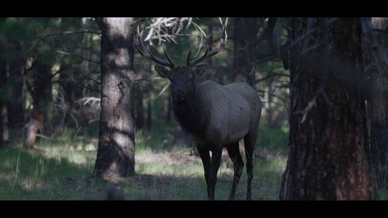 Archery Elk, Part 2 episode thumbnail