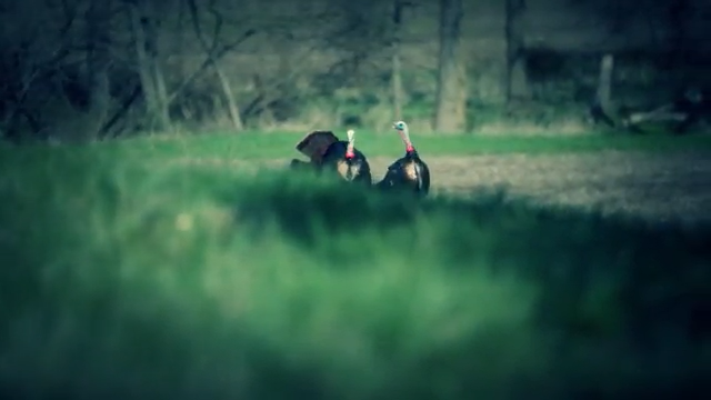 Break the Barrier with Wild Turkeys episode thumbnail