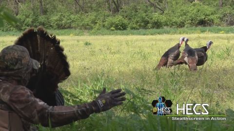 Wild Turkeys Across the Country episode thumbnail