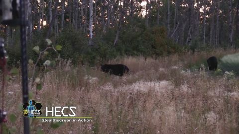Mind Blowing Close Encounters on Turkey and Black Bear episode thumbnail