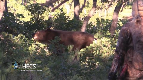 Stalking Black Bears and Coastal Browns with Archery Gear episode thumbnail