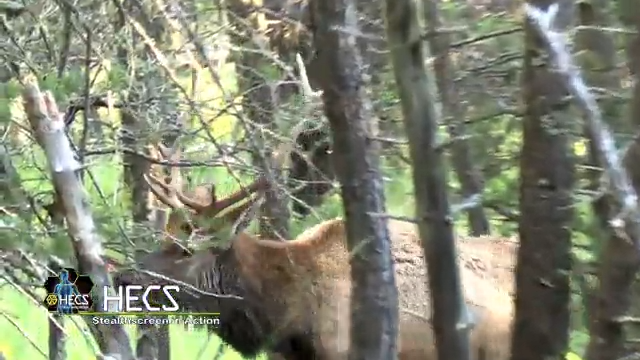 Bugling Early Season Bulls episode thumbnail