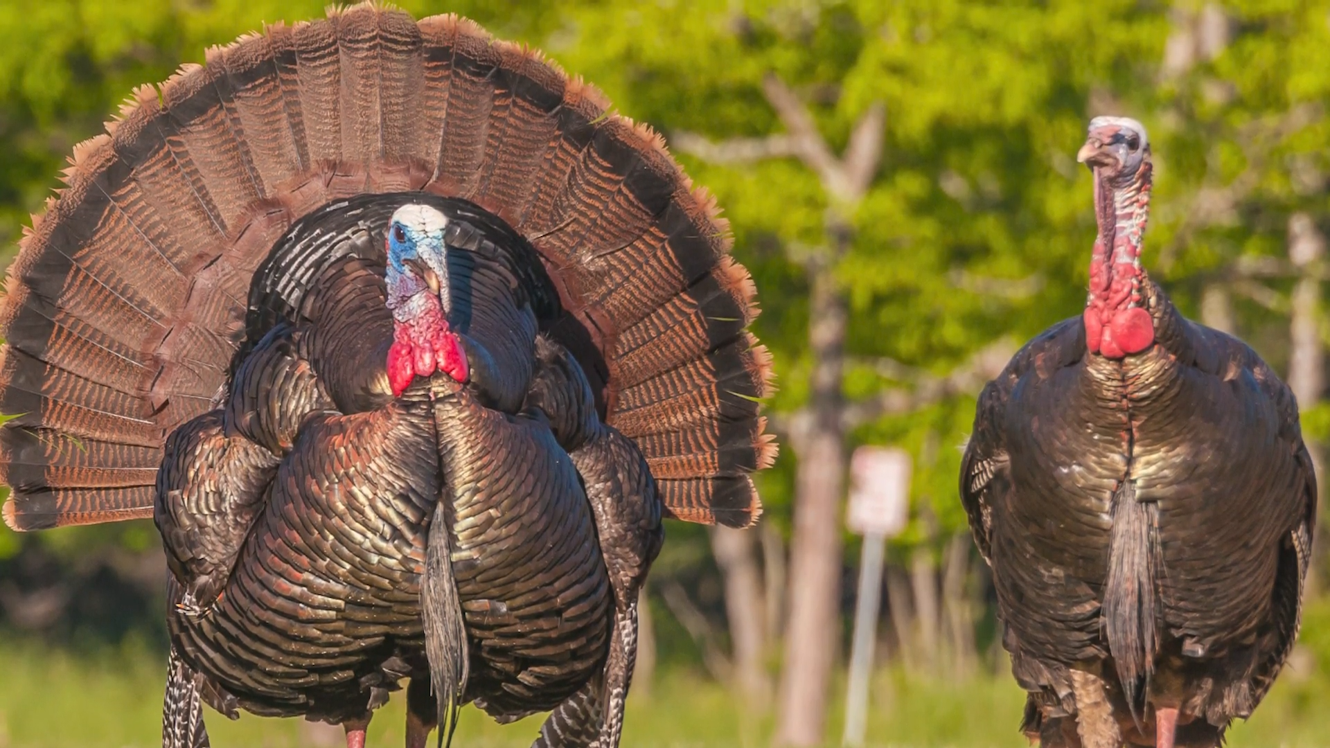 Thunder Run episode thumbnail