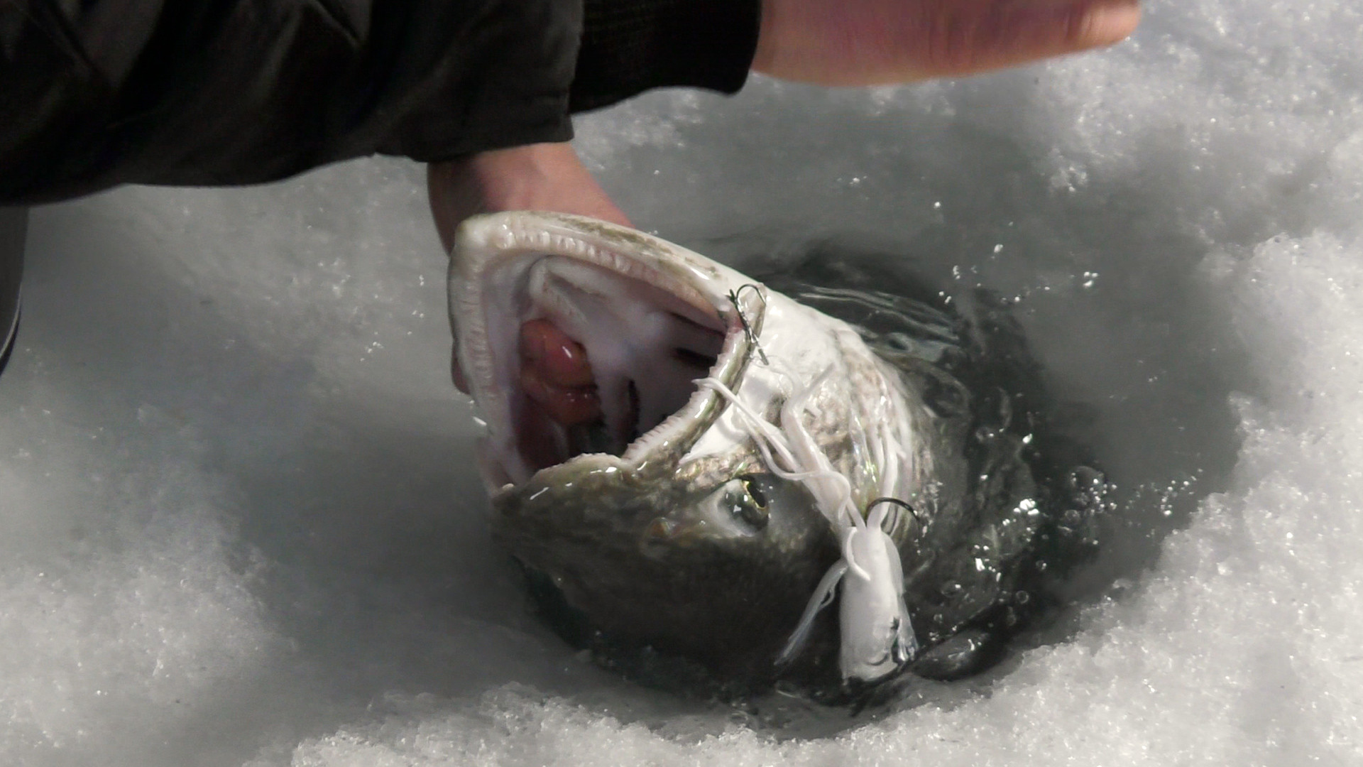 Canadian Lake Trout Adventure episode thumbnail