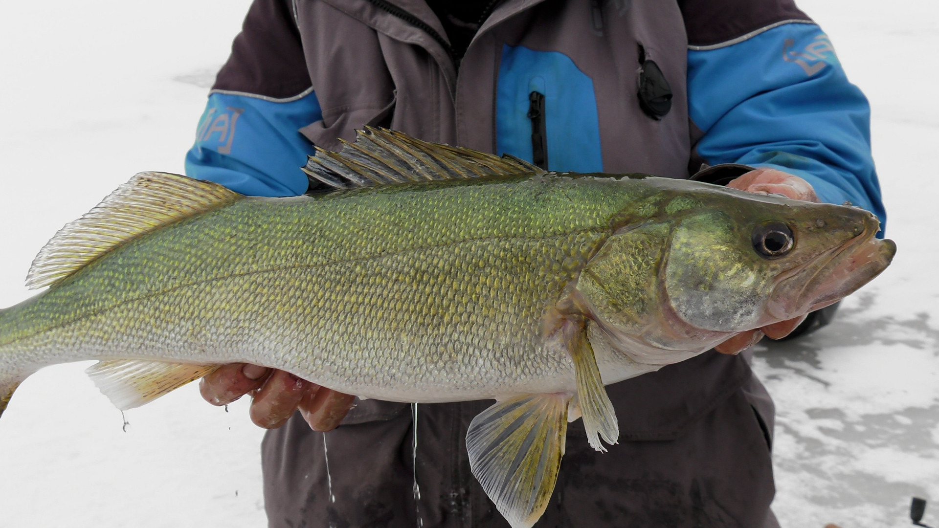 Greenback Walleyes on Winnipeg episode thumbnail