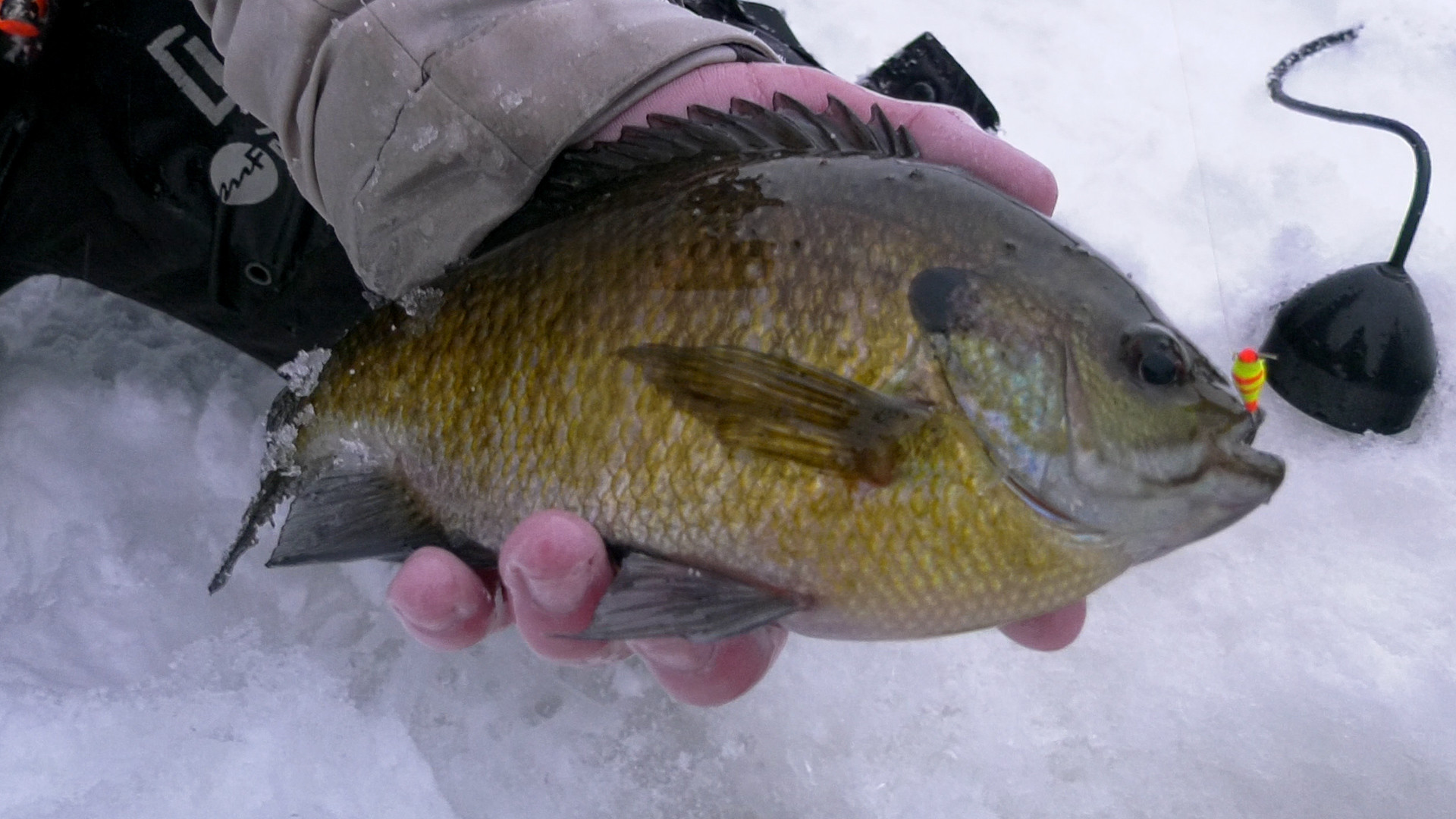 Huge Wisconsin Bluegill with the Ice Junkies episode thumbnail