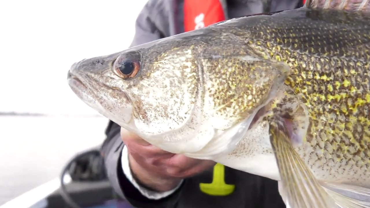 Big Walleyes with Soft Plastic episode thumbnail