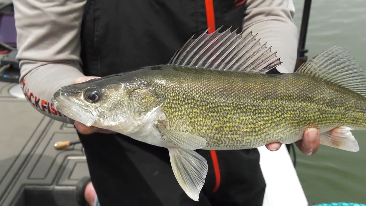 River Walleye with a Hot New Plastic episode thumbnail