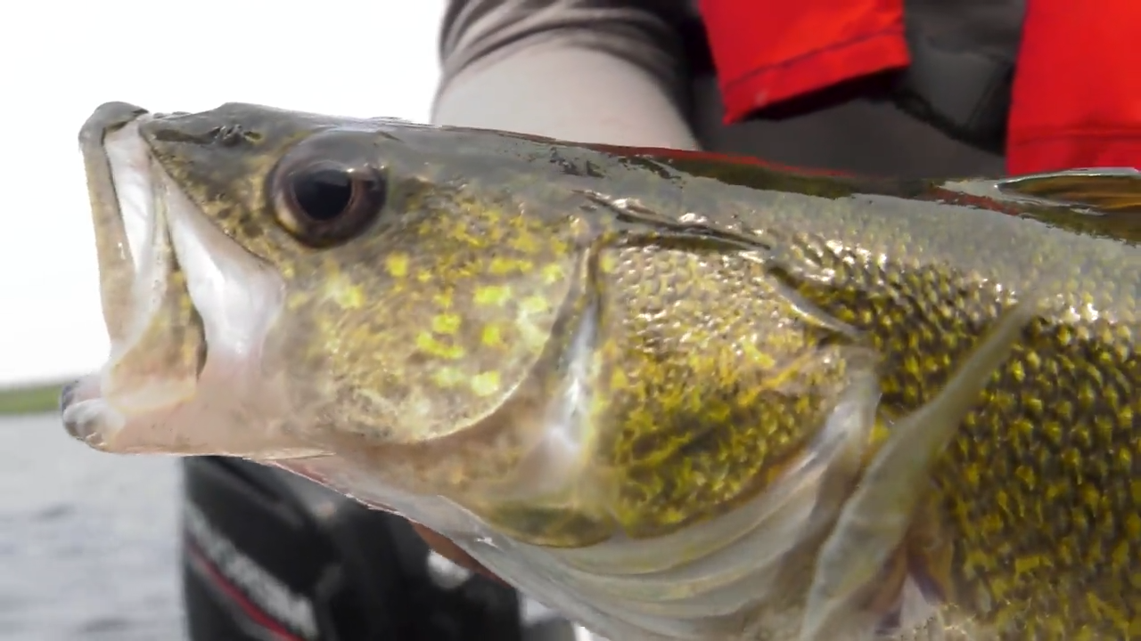 Trolling Minnesota Walleye episode thumbnail