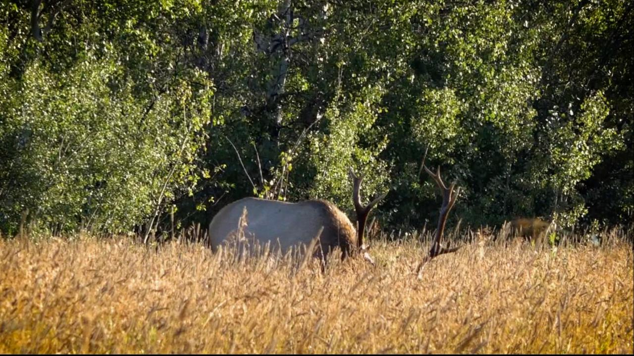 Alberta Elk episode thumbnail