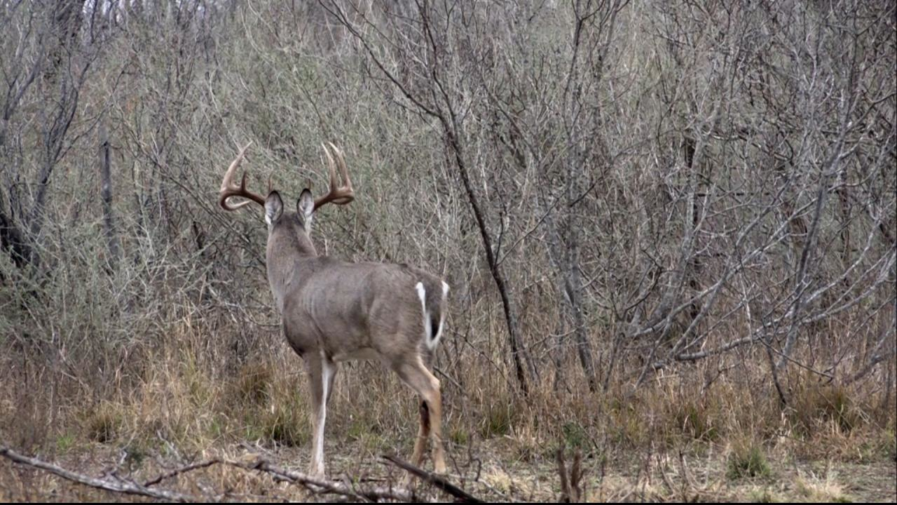 Texas episode thumbnail