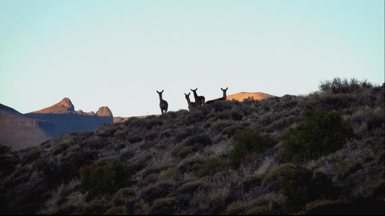 Argentina Stag episode thumbnail