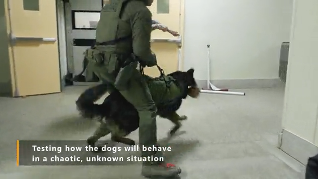 High Risk Deployment K9 - Part 1 episode thumbnail