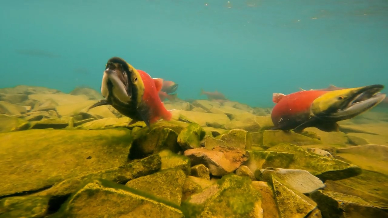 British Columbia - From Glaciers To Grizzlies episode thumbnail
