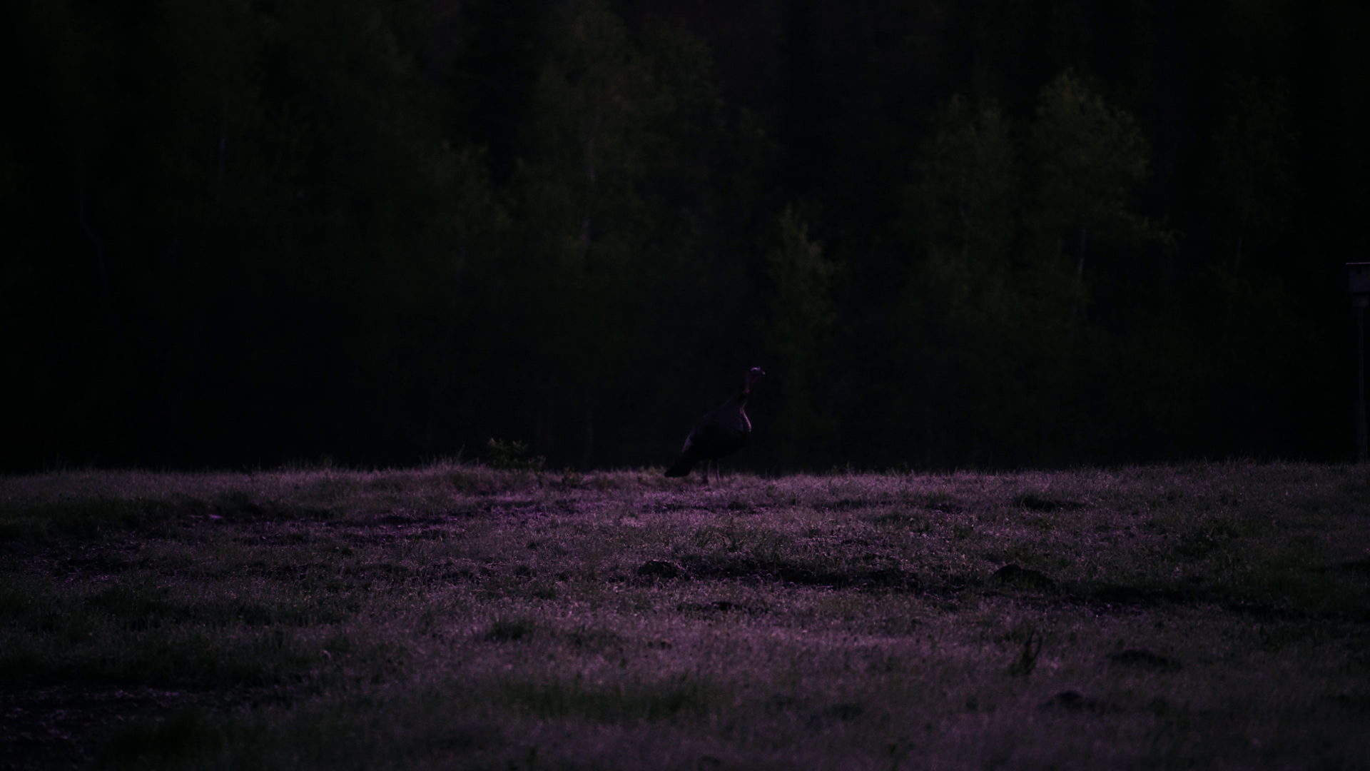 Wild Turkey - Among The Wild Flock episode thumbnail