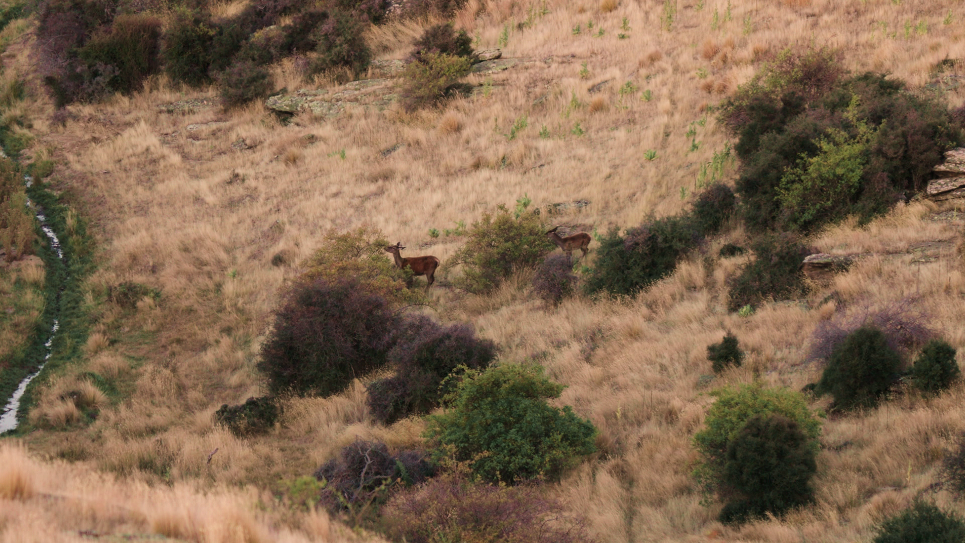 New-Zealand - Between Peaks And Plains episode thumbnail