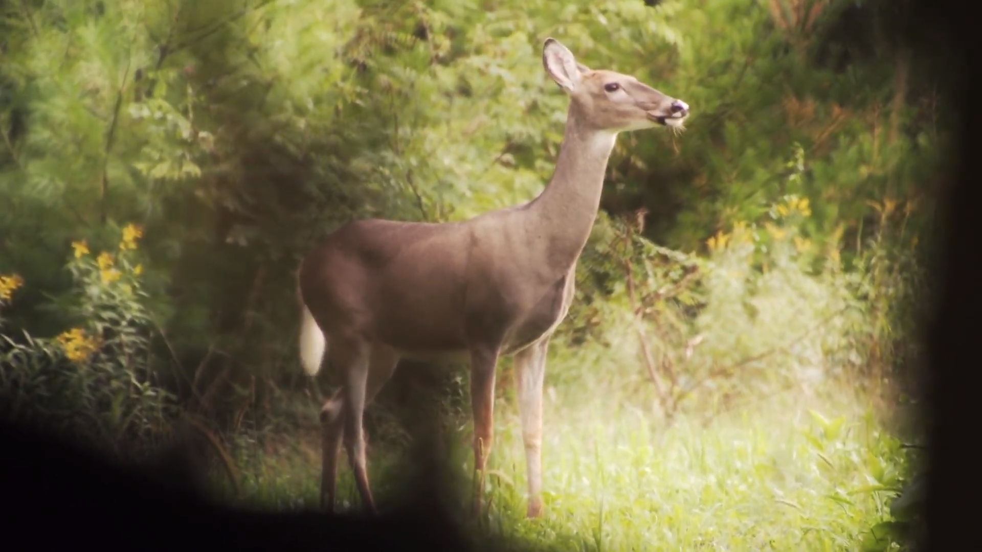 From Fallow to Fabulous episode thumbnail